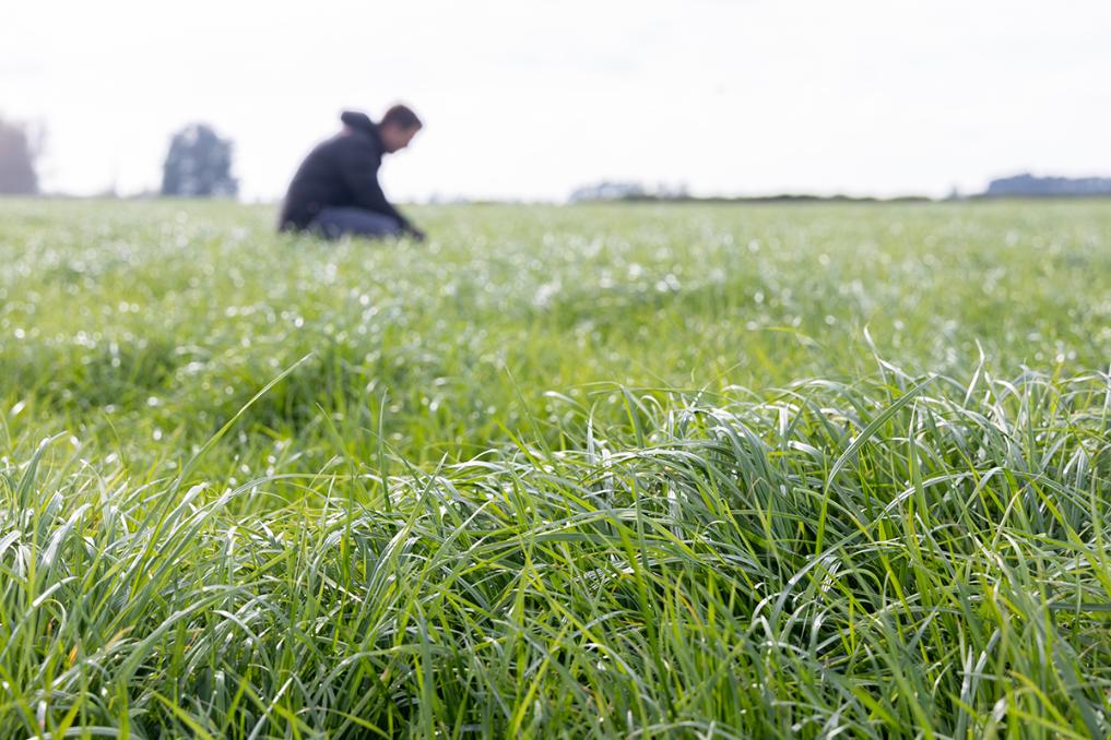 Mohaka product Image